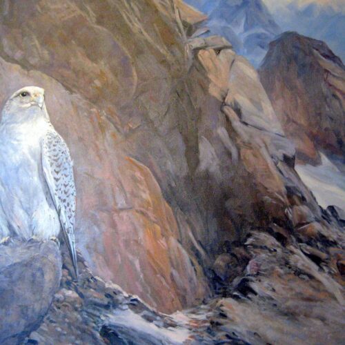 Gyr Falcon 50cmx60cm Oil 245